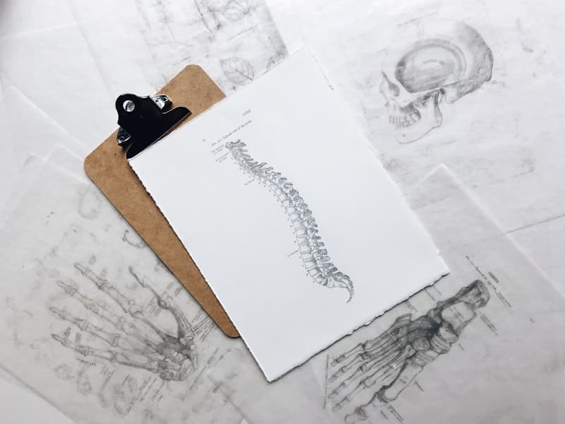 Spine anatomy illustration